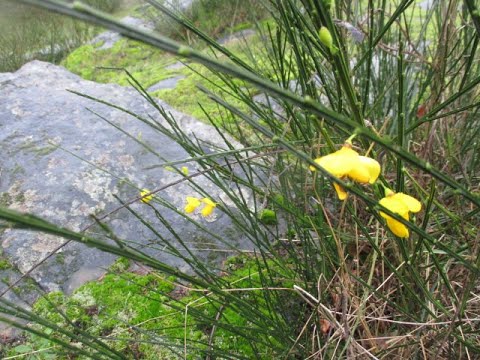 Scotch Broom in bloom in Winter
