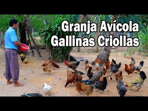 , title : 'Granja avícola de Gallinas Criollas'