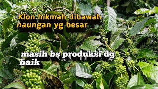 Download lagu The current state of wisdom clones mp3 Download lagu The current state of wisdom clones mp3