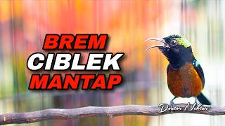 Download lagu MASTERAN DAN TERAPI KONIN GACOR FULL ISIAN BREN CIBLEK COCOK UNTUK KOLIBRI NINJA TROTOLAN mp3 Download lagu MASTERAN DAN TERAPI KONIN GACOR FULL ISIAN BREN CIBLEK COCOK UNTUK KOLIBRI NINJA TROTOLAN mp3