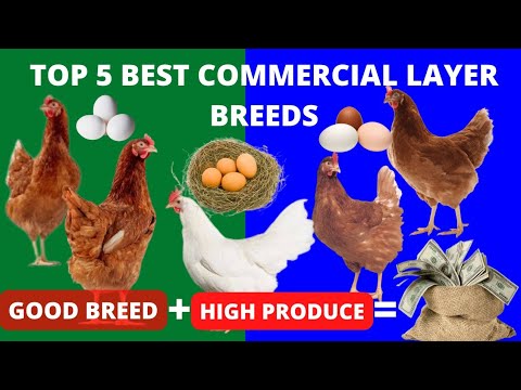 The BEST LAYERS CHICKEN BREEDS That LAYS LIKE MACHINES