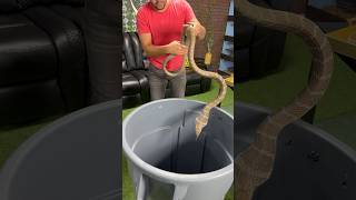 Close call with a King Cobra