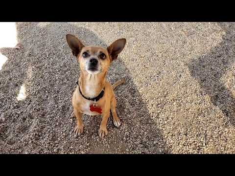 ALLIE, an adopted Chihuahua Mix in Phoenix, AZ_image-1
