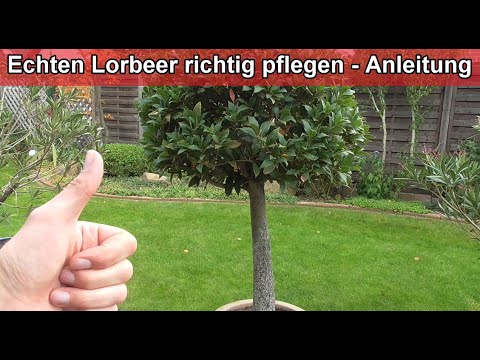 , title : 'Echten Lorbeer pflegen – Lorbeerbaum / Schneiden / Gießen / Düngen / Standort'