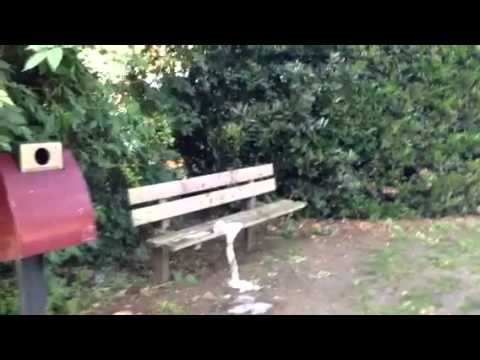 Tis Cara trut - hamer