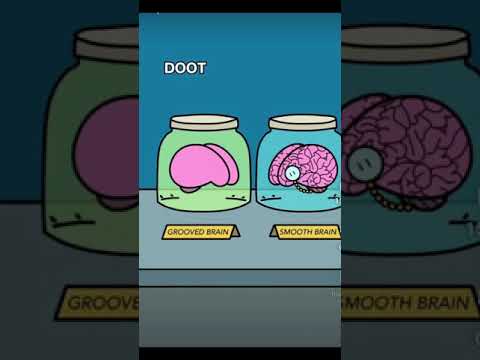 GROOVED BRAIN VS SMOOTH BRAIN not my