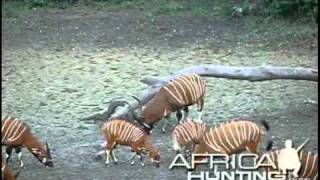 Hunting Bongo - AfricaHunting.com