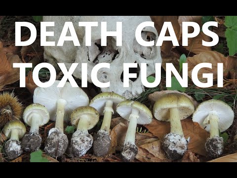 Death Cap mushrooms in BC - Identification of poisonous mushrooms: Amanita phalloides