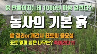 흙(포토)의중요성 표토에 심은 나무와 심토에 심은 나무 비교, 표토는 무엇인가?