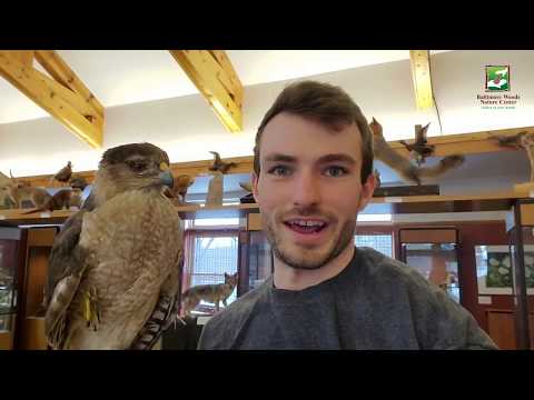 Animal of the Week: Cooper's Hawk