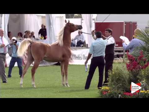 N.62 COF JUST TRU - Chantilly 2015 ABCE - Colts 1 year old (Class 6A)