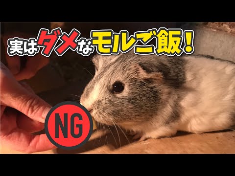 モルモットに禁止されている食べ物