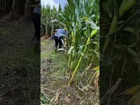 Ultra Sharp Corn Sickle – Cut Corn in One Swing #smartfarming #gardeningtips