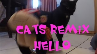 Cats Remix Hello