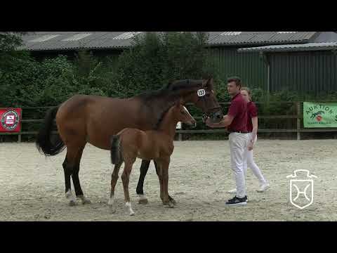 RD137 Hengstfohlen von Cascadello I - Locato - Calypso I