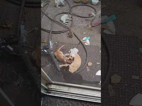 catt family # drink milk and play#