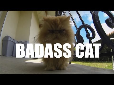 BADASS CAT