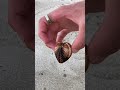 People find a scary seashell!