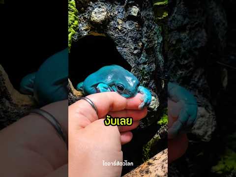 เมื่อเจ้าตัวนี้งอนเจ้าของ 🐸