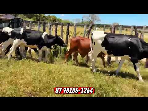 5 Garrotas de inseminação e 1 Sindi PO; Fazenda Ouro Verde; Lagoa do Ouro-PE