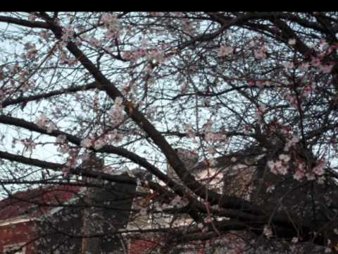 " C'est le printemps" Léo Ferré