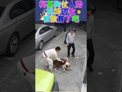 柯基狗仗人勢挑釁邊牧被教育了吧#萌寵 #修狗 #柯基 #邊牧 #搞笑視頻