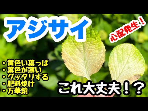 アジサイが色あせた:どうすればいいですか? 植物