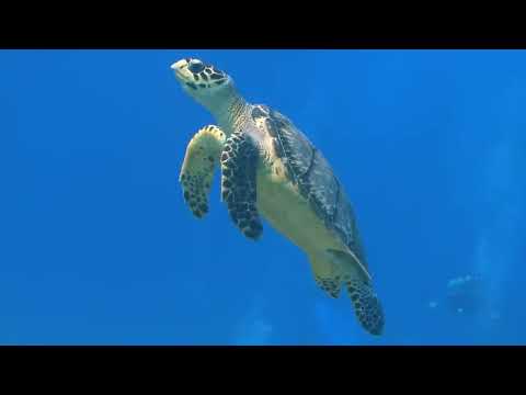 aquarium / lets get ready to dive from endless ocean blue world perfectly looped for one hour
