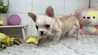 フレンチブルドッグの動画01