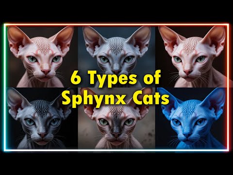 6 Types of Sphynx Cats 🐱 | Unique & Adorable Hairless Cat Breeds You Need to See! #sphynx #cats