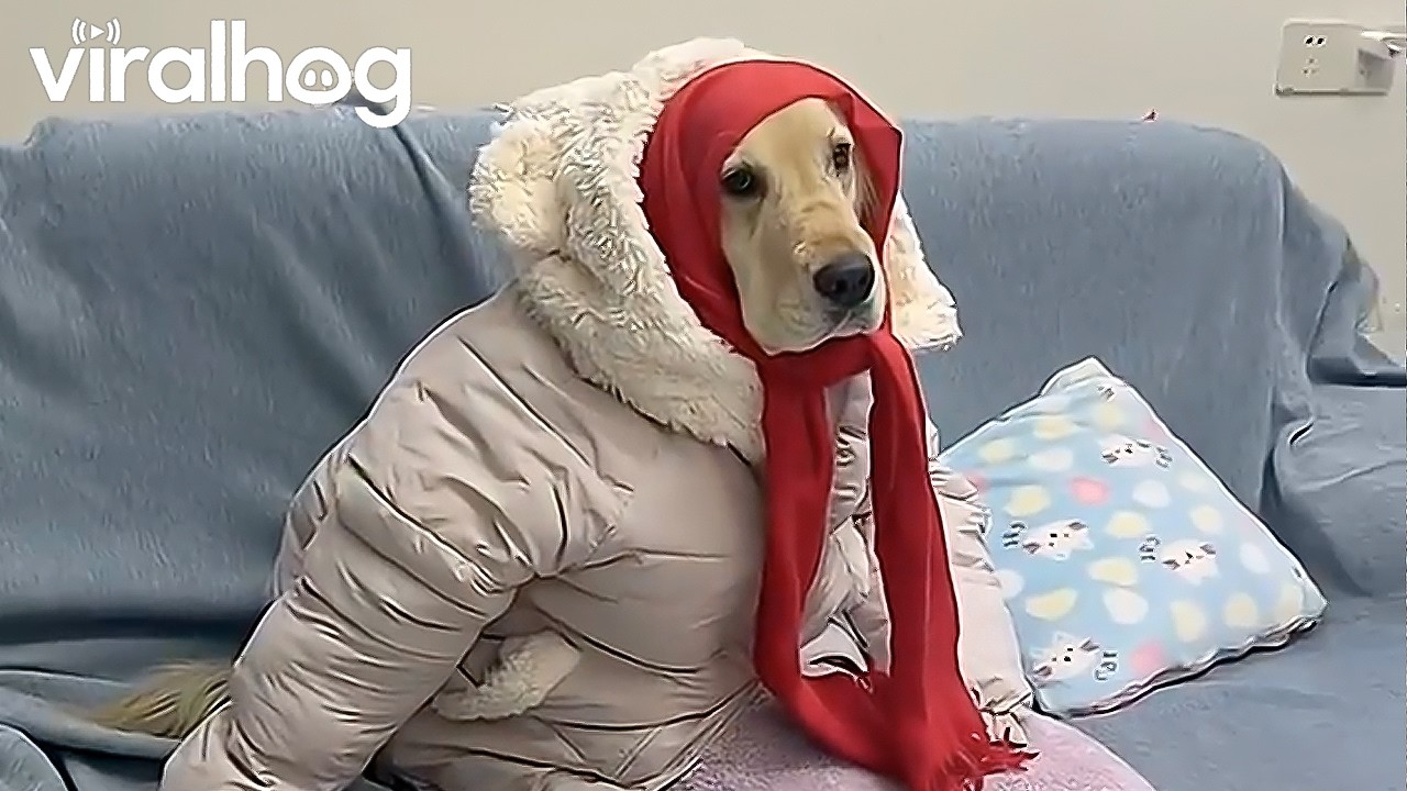 Dog Bundled In Winter Clothes || ViralHog