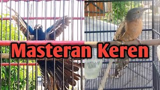 Download lagu Kedasih Hitam dan Uncuing Gacor, cocok untuk masteran dan panggilan mp3 Download lagu Kedasih Hitam dan Uncuing Gacor, cocok untuk masteran dan panggilan mp3