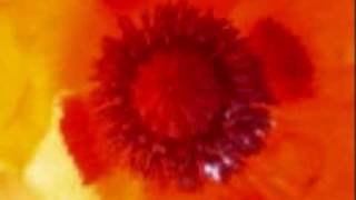 The McCrarys - Love On a Summer Night