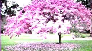 E io mi sono innamorato .avi