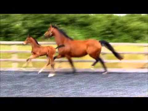 ******SOLD*******Taylors Park Enrapture 2015 Colt by Enzo Ferrari