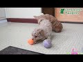 Maltipoo dogs for sale: Caramel - Video 1