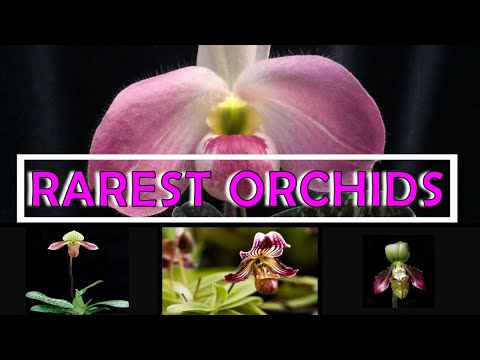 , title : '10 Rarest Orchids in the World'