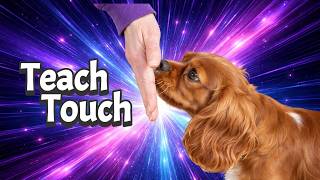 How to Teach a Cavalier King Charles Spaniel Hand Target
