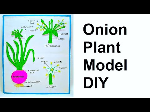 stomata model stomatal opening and closing science project howtofunda diy