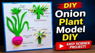 onion plant life cycle model for science project | DIY at home easily using cardboard