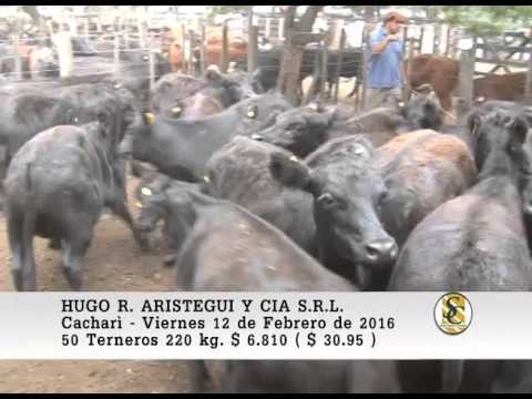 12-02-16 Venta de Machos - Hugo R. Aristegui y Cia S.R.L. - Cacharì.