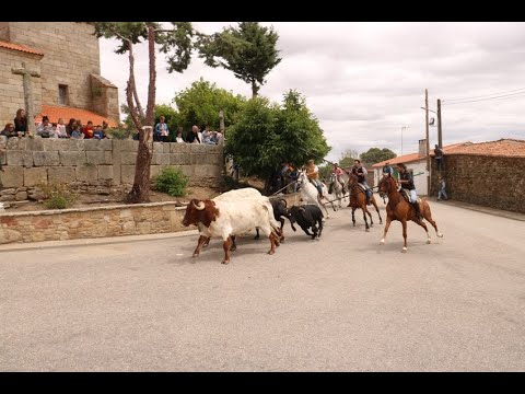 Emocionante encierro a caballo en Bogajo 