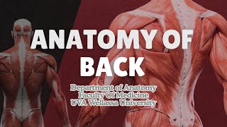 Anatomy of the Back | Overview