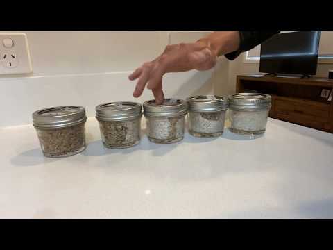 YouTube video about: How long do grain jars take to colonize?