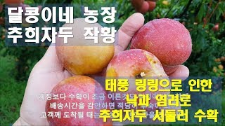 태풍 링링으로 서둘러 추희자두 수확