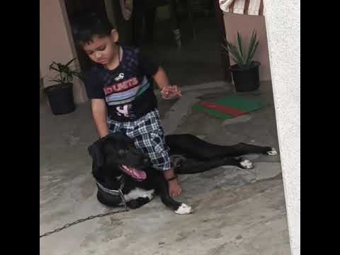 Pranshul torture with dog 🐕👈😀