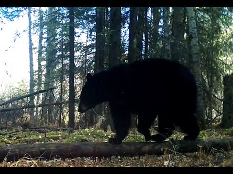 Tracking Black Bears;  Sign, Bathrooms, and Beds