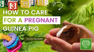 Everything You Need To Know About Guinea Pig Pregnancy