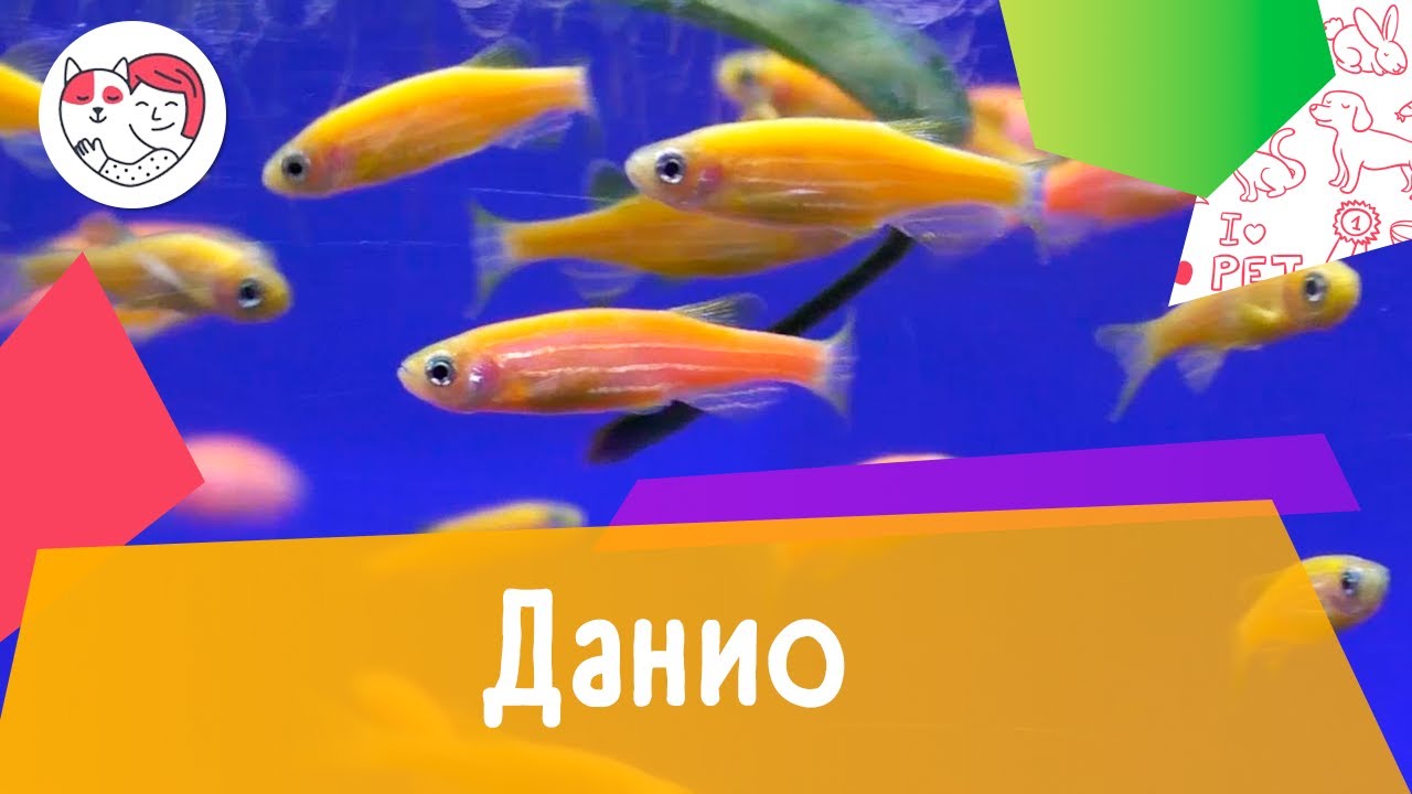 Аквариумная рыбка данио. Особенности. Уход.