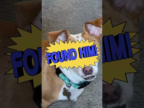 Husky’s Epic Hunt for the “Big Scary Dog” Ends in Hilarious Surprise! 😂❤️ #dogshorts #funny #pets